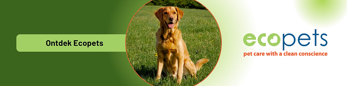 Hond, Golden Retriever, Zoogdier, Huisdier